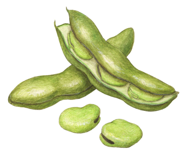 vegetable-meal-delivery-rankingの活用ガイドのイメージ画像 2