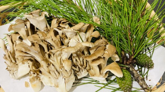 ショクブンの料金・口コミは？特徴と注意点を解説のイメージ画像 3